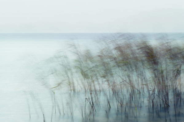 Fine Art / Schilf #011 / 2018