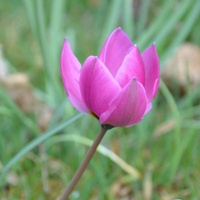 Wildtulpe Tulipa humilis