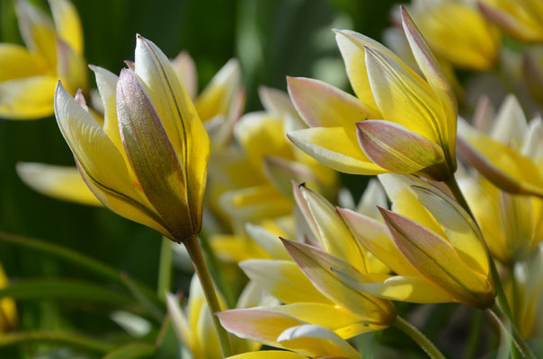 Wildtulpe Tulipa tarda