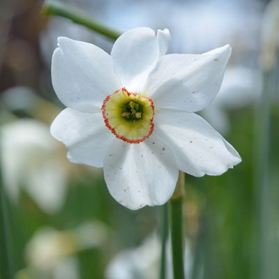 Weiße Wildnarzisse (Dichternarzisse)