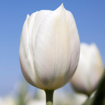 Triumpf-Tulpe 'Inzell' - elfenbeinweiße Triumpf-Tulpe