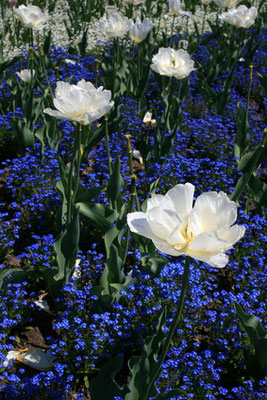 Weiße Tulpen zwischen Vergißmeinicht