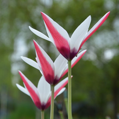 Damen-Tulpe Tulipa cluisiana - Historische Tulpe