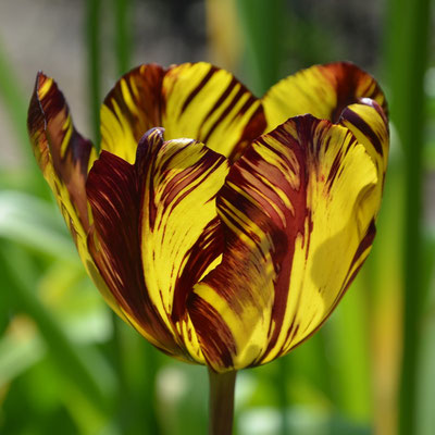 Rembrandt-Tulpe 'Absalon' - Historische Tulpe