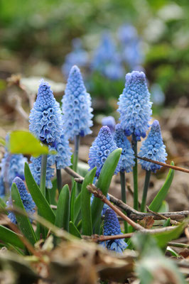 Muscari azureum - zur Verwilderung - Traubenhyazinthe