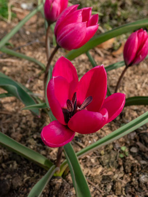 Tulipa humilis Violacea Black Base - zur Verwilderung - Zwergtulpe