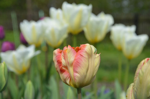 Papageien-Tulpe T. 'Apricot Parrot' vor weißen Fosteriana-Tulpen 'Purissima'