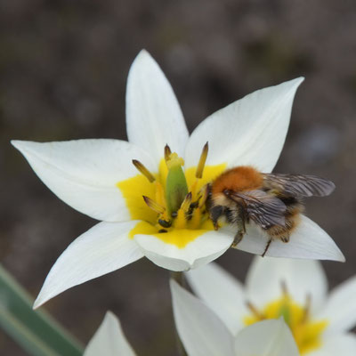 Wildtulpe Tulipa turkestanica - Gnomentulpe