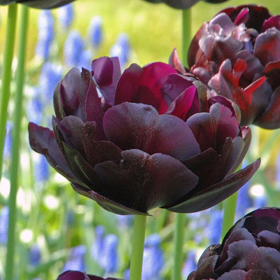 Gefüllte späte Tulpe 'Black Hero' - blauschwarze päonienblütige Tulpe