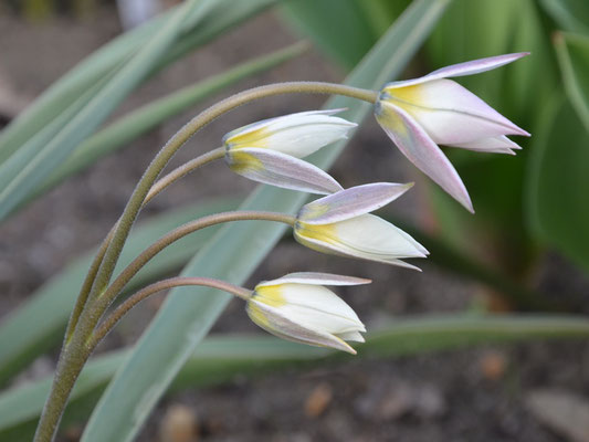 Wildtulpe Tulipa turkestanica