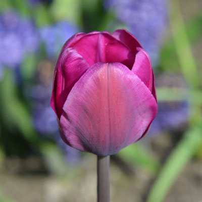 Triumph-Tulpe Tulipa 'Negrita'
