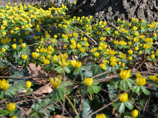 Heimischer Winterling - Eranthis hyemalis