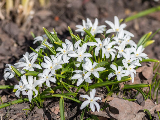Chionodoxa luciliae Alba - zur Verwilderung - Sternhyazinthe