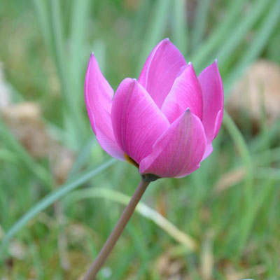 Wildtulpe - Tulipa humilis