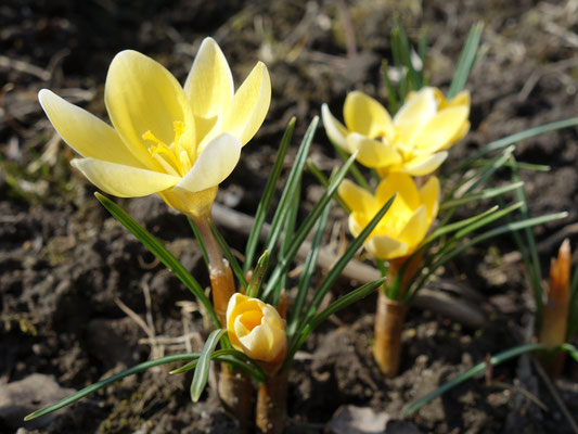 Wildkrokus - Crocus chrysanthus