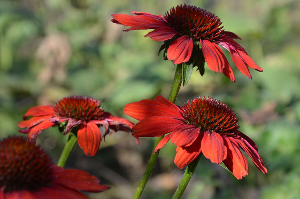 Rote Blüten - Echinacea purpurea