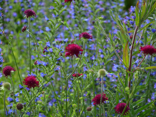 Rote Blüten - Knautia macedonica mit Blau kombiniert