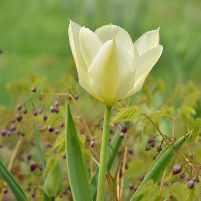 Weiße Tulpe mit Elfenblumen (Epimedium)