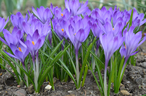 frühe Gartenkrokusse