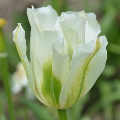 Viridiflora-Tulpe - Tulipa 'Spring Green'