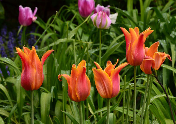 Orangerote Tulpen vor Grün und pinkfarbenen Tulpen