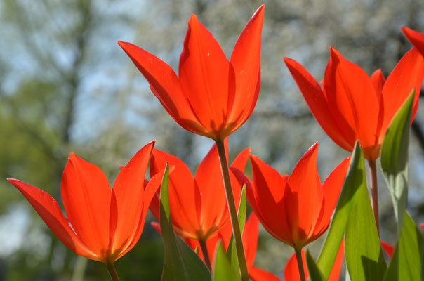 Wildtulpe Tulipa praestans