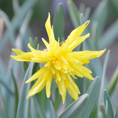 Narcissus minor var. pumilis (Narcissus 'Rip van Winkle')