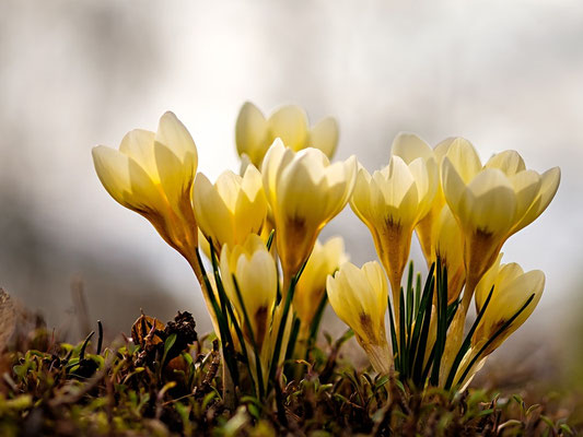 Crocus chrysanthus - zur Verwilderung - Balkankrokus