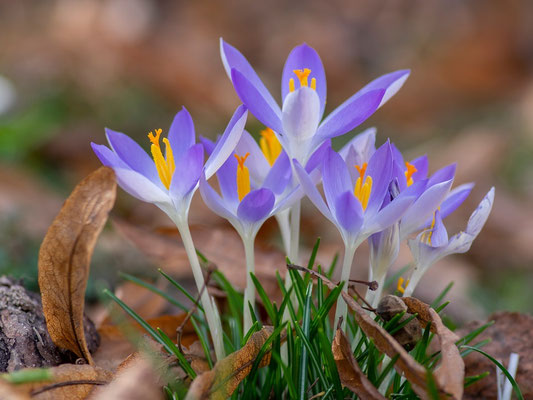 Crocus tommasinianus - zur Verwilderung - Elfenkrokus