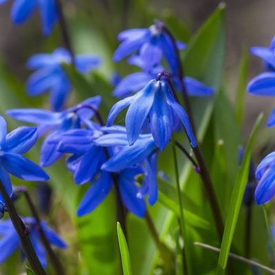 Muscari armeniacum - zur Verwilderung - Blausternchen