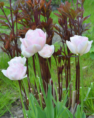 Pfingstrosen-Tulpen T. 'Angelique' vor austreibenden Pfingstrosen