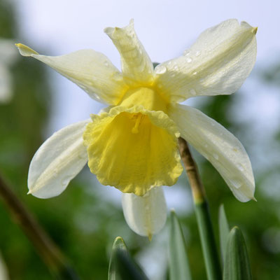 Narcissus triandrus 'Queen of Spain'