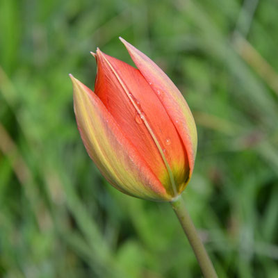 Wildtulpe - Tulipa whittali