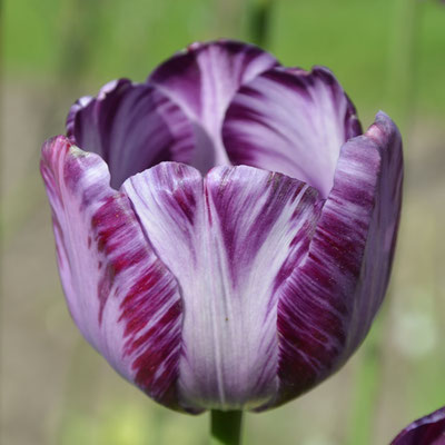 Rembrandt-Tulpe 'Columbine' - Historische Tulpe