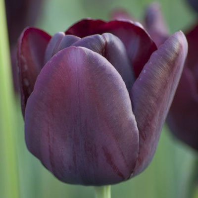 Einfache späte Tulpe 'Queen of Night' - schwarze Tulpe mit pupurnem Schimmer