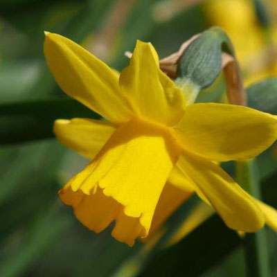 Narcissus cyclamineus Tété à Tété - Narzissen-Zwiebeln - Blumenzwiebelversand