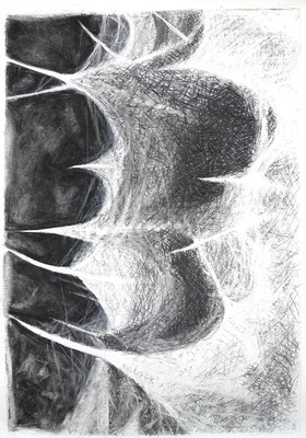 Eselsdistel 2, 59x42 cm, Zeichnung Kohle auf Papier, 2022