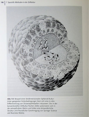Dreidimensionale Gewebekultur war meine Domäne am Max-Planck-Institut in Tübingen. Hier die zeichnerische Darstellung eines Sphäroids aus Dickdarmepithel (Zeichnung: Klaus Lamberty)