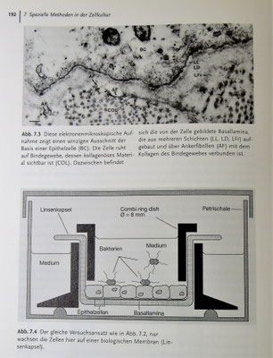Das Buch bietet auch Anschauungsmaterial für speziellere Zellkulturmethoden, z.B. auf einer biologischen Membran statt in der Petrischale [Mikrofoto und Grafik: Autor].