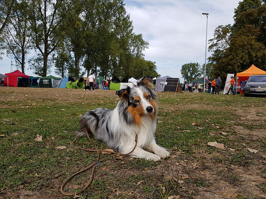 Maddox auf der CAC Neckarsulm