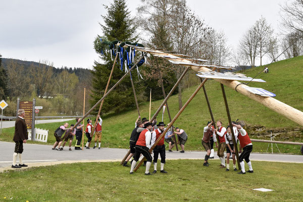 Tradition - Maibaum aufstellen