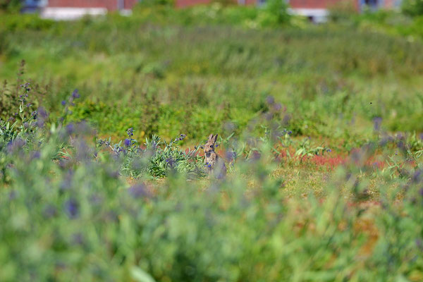 Hase auf der Wiese