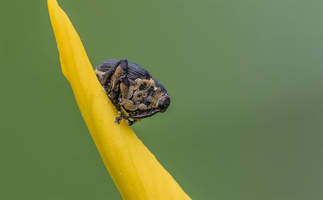 Weisspunktiger-Schwertlilienrüssler