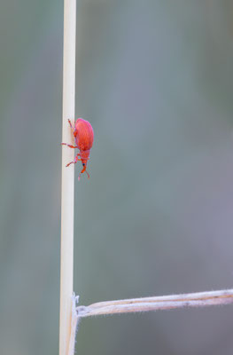 Roter Ampfer-Spitzmausrüssler