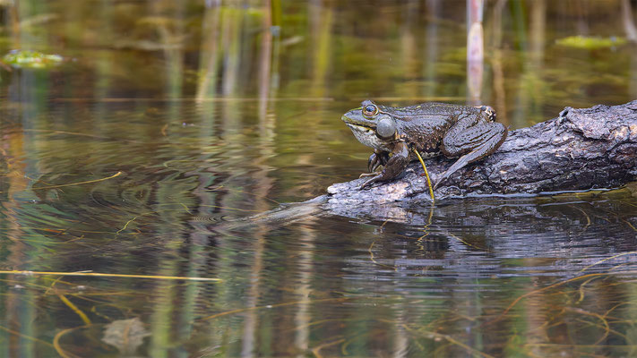 Teichfrosch (Pelophylax „esculentus“) 