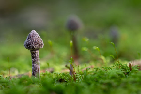 Duftender Gürtelfuß (Cortinarius Flexipes ) Giftig!