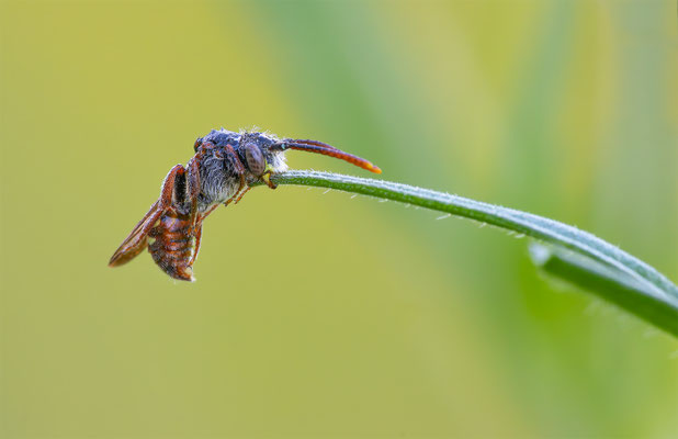 Wespenbienen (Nomada)