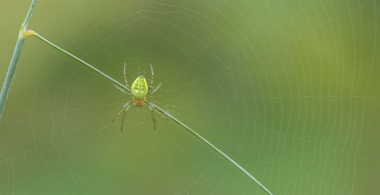 Kürbisspinne ( Araniella cf. cucurbitina )