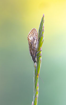 Wasserflorfliege (Sialis lutaria) 