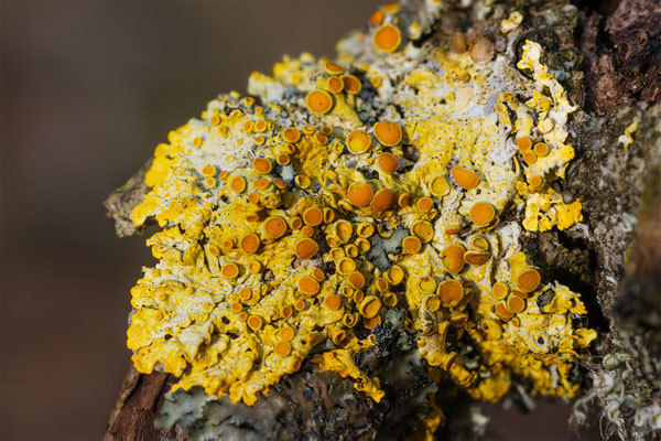 Xanthoria parietina